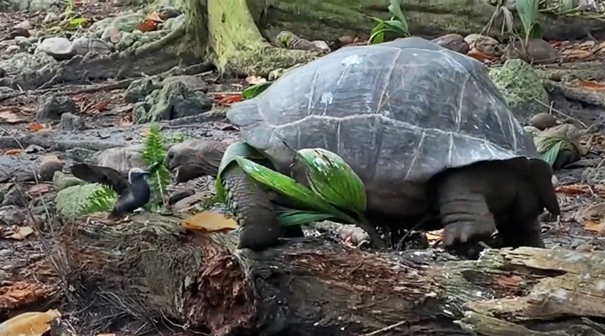 ‘Totally surprising and rather horrifying’: giant tortoises eat baby ...