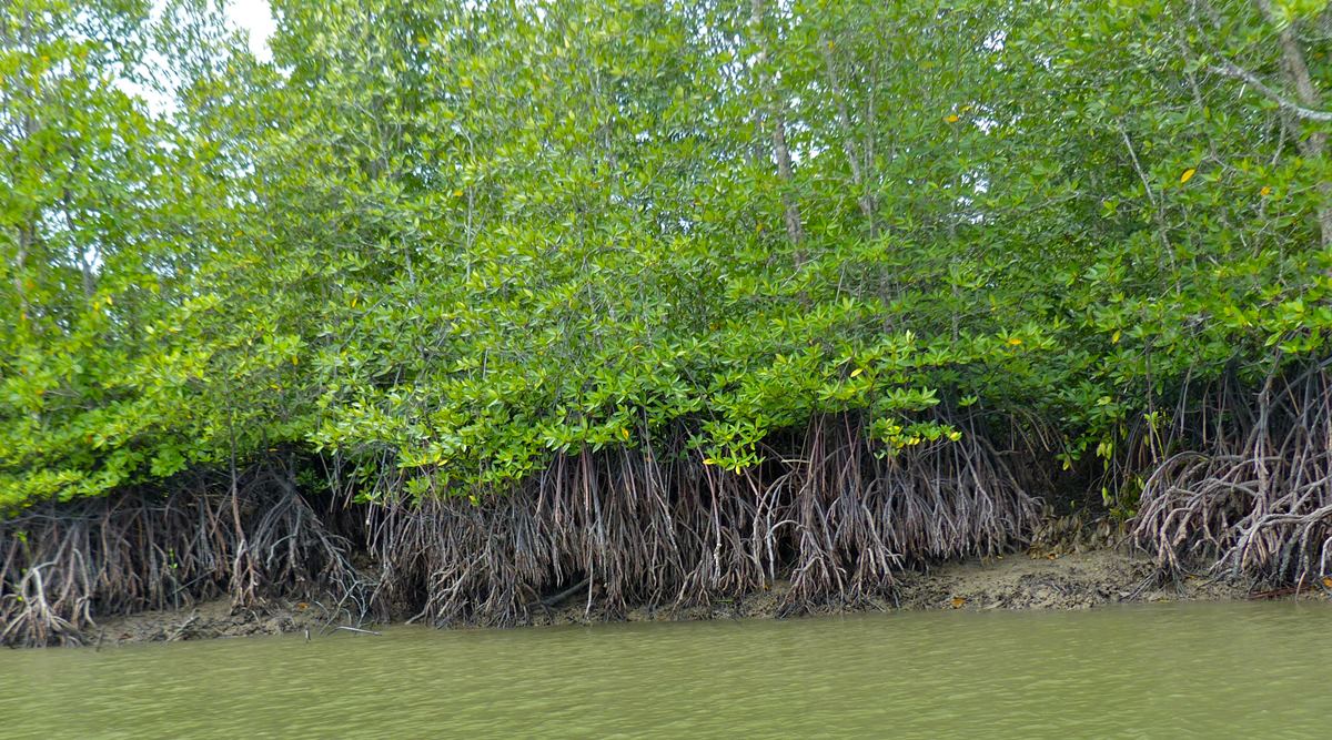 mangrove forest plants