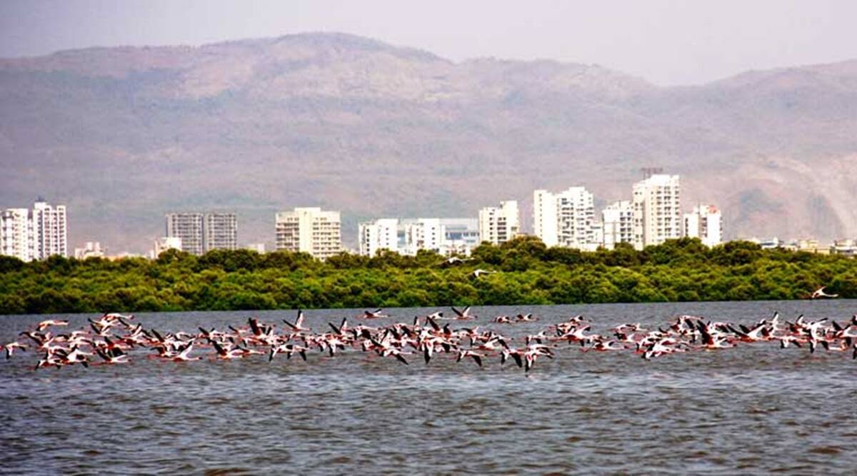Thane, Thane sanctuary, ESZ, Brihanmumbai Municipal Corporation, Thane Creek Wildlife Sanctuary, indian express, indian exress news
