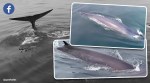 Blue whale, blue whale san Francisco, san Francisco, blue whale spotted, indian express trending, indian express