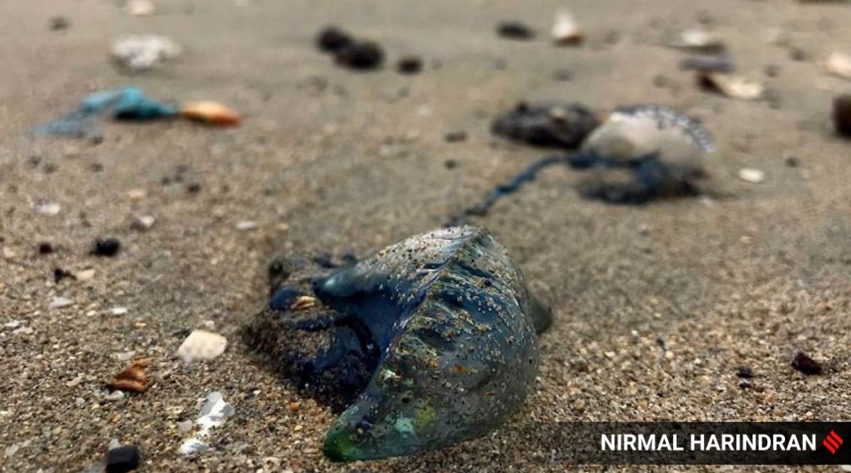 Blue Bottle Jellyfish Back On Mumbai S Juhu Beach Experts Warn Visitors To Avoid Contact Or Risk Being Stung Mumbai News