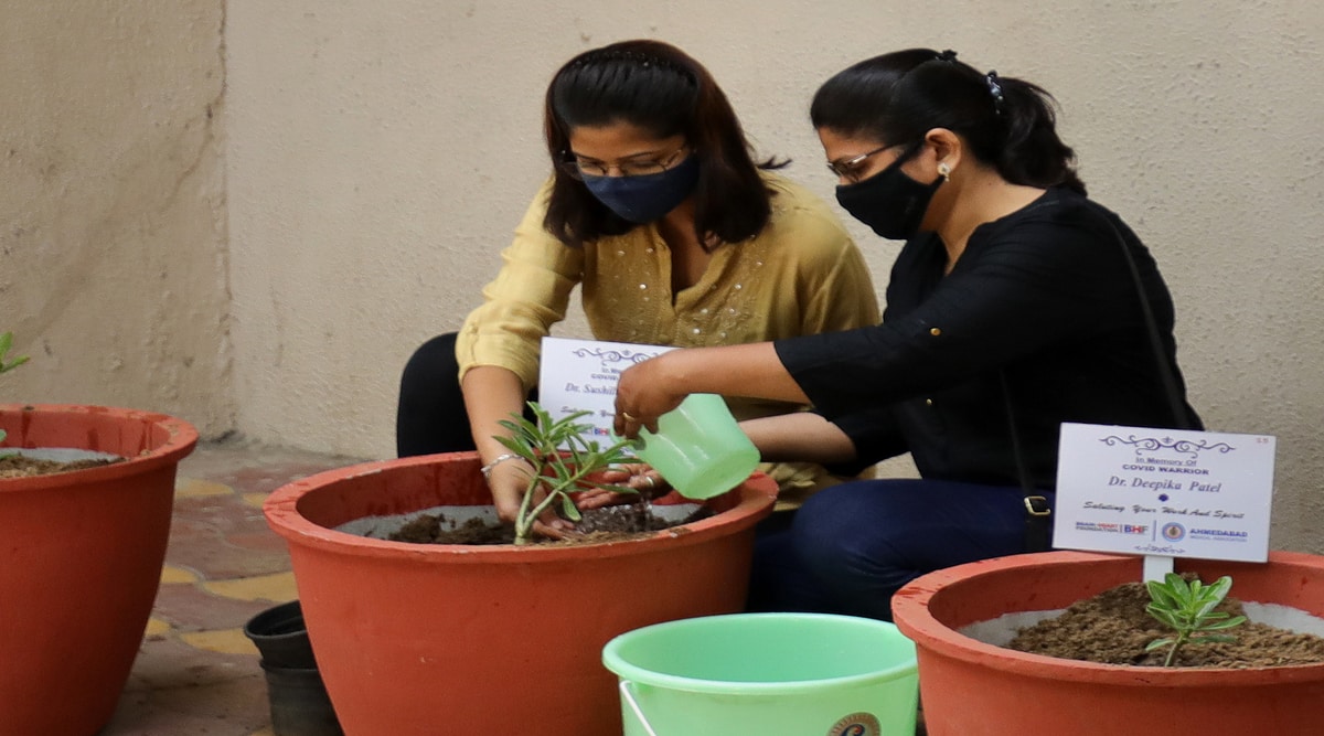 DU tree plantation