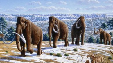 Mammoth lifetime
