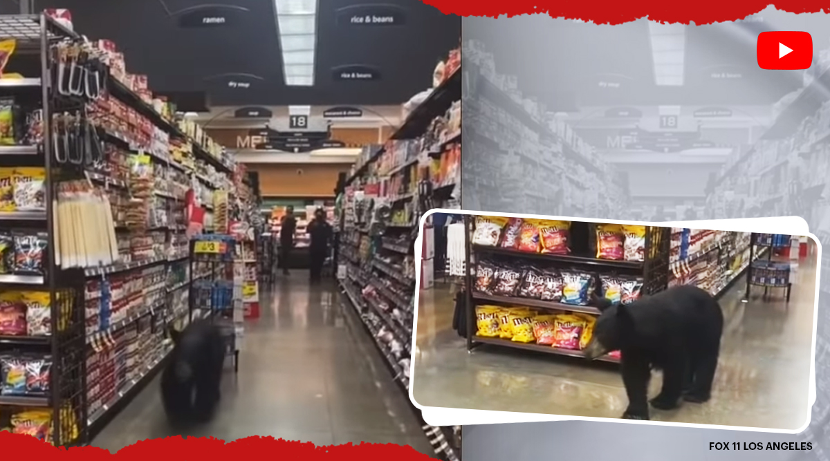 Watch Bear spotted wandering through supermarket in California