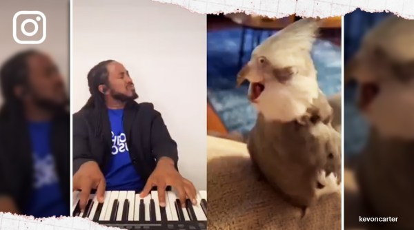 pet bird Memphis TikTok sensation video singing talent, bird singing trending indian express, cockatiel bird singing viral video, indian express, indian express news