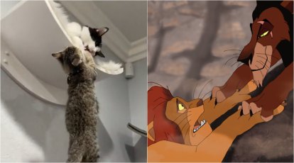 Cats 'recreate' iconic scene from The Lion King, netizens can't have enough  of it | Trending News,The Indian Express
