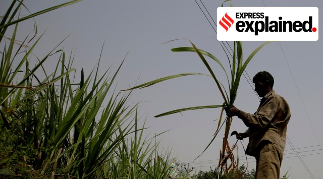 Punjab farmers are now threatening to launch a protest if SAP is not increased this year before the beginning of crushing. (Express photo/Praveen Khanna)