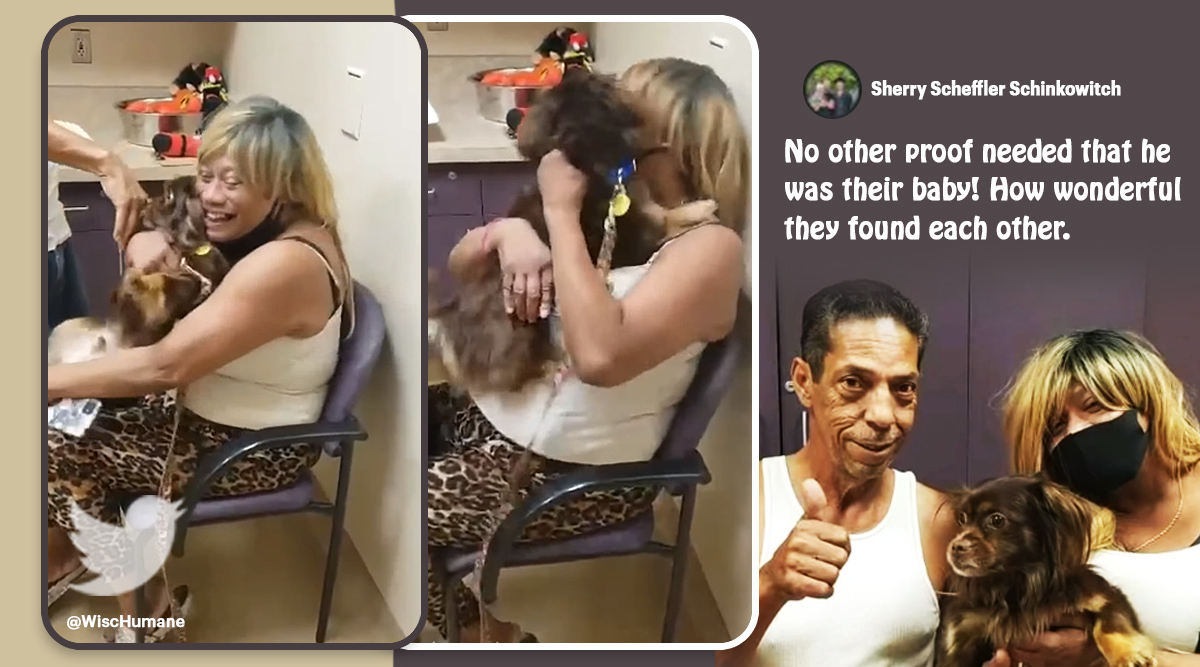 Watch: US family reunited with lost dog after recognising pooch on TV ...
