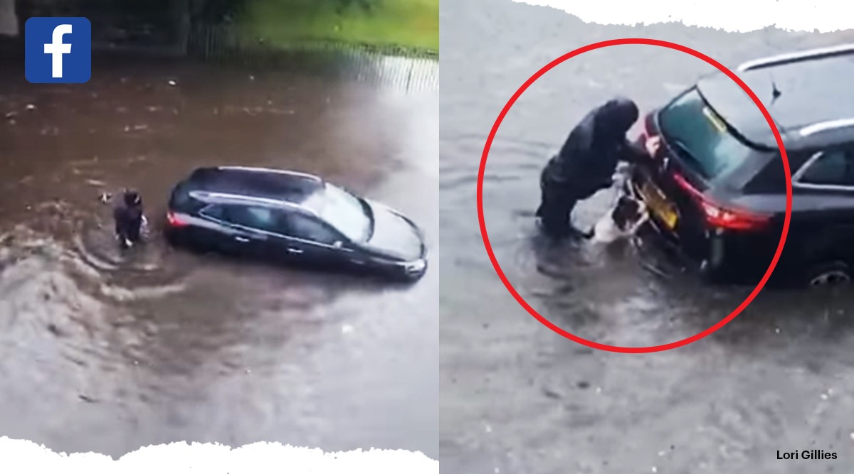 Watch Dog tries to help owner push car stuck in Glasgow floods, wins