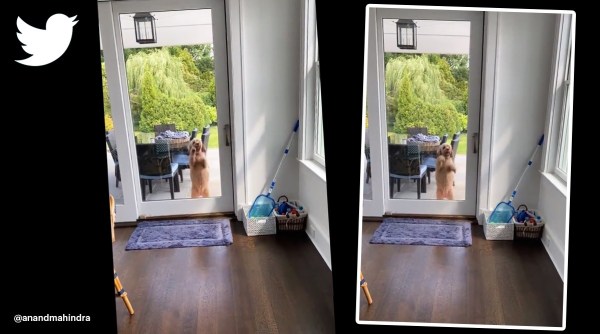 anand mahindra dog never give up viral post, anand mahindra viral video, anand mahindra tweets, trending, indian express, indian express news