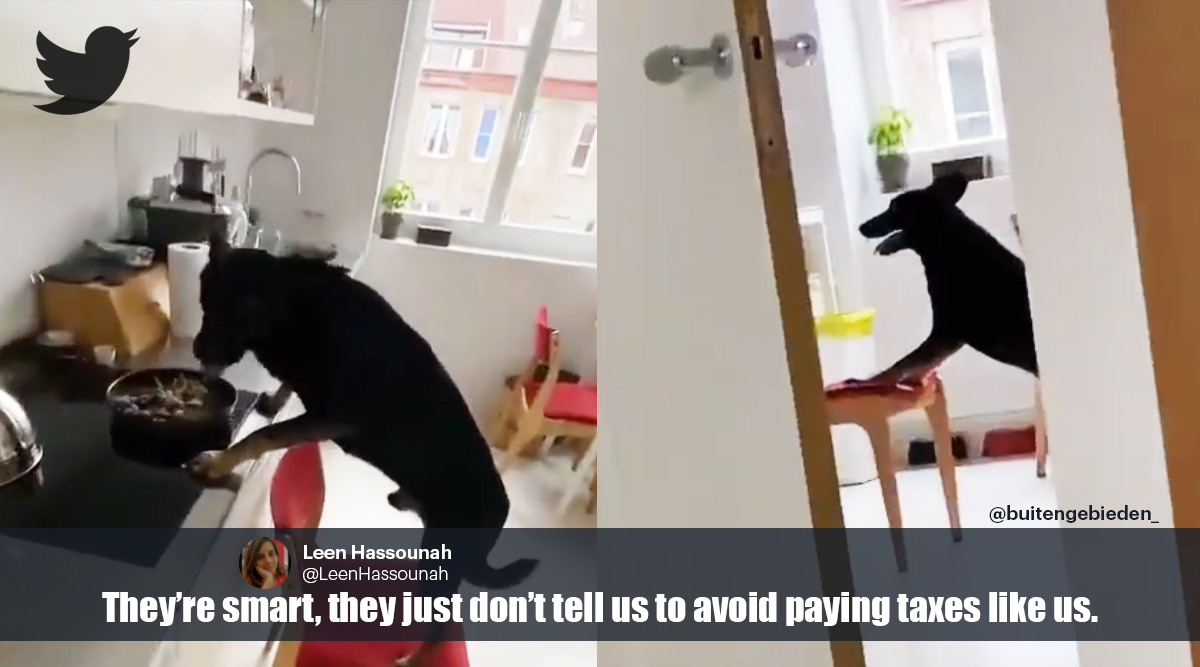 viral dog video, viral dog stealing kitchen video, dog, funny dog videos, twitter videos, dog pushes chairs viral video, trending, indian express, indian express news