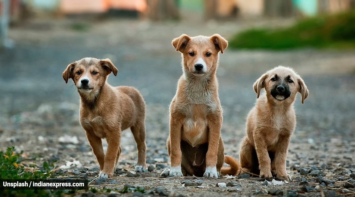 what breed are the stray dogs in india