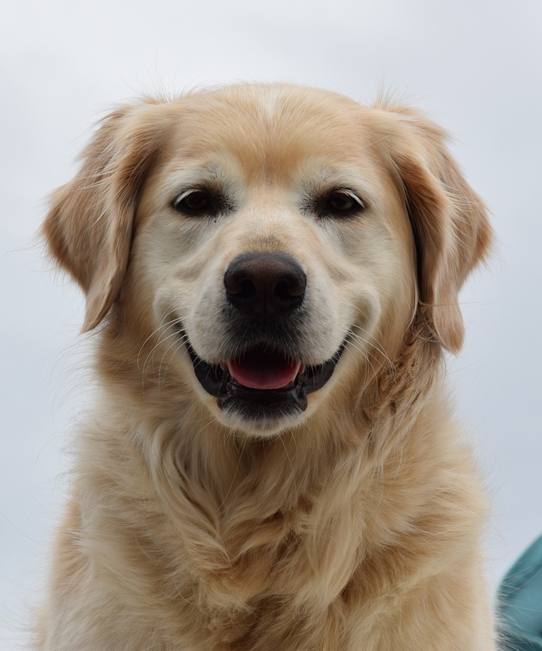 Golden retriever store in indian climate