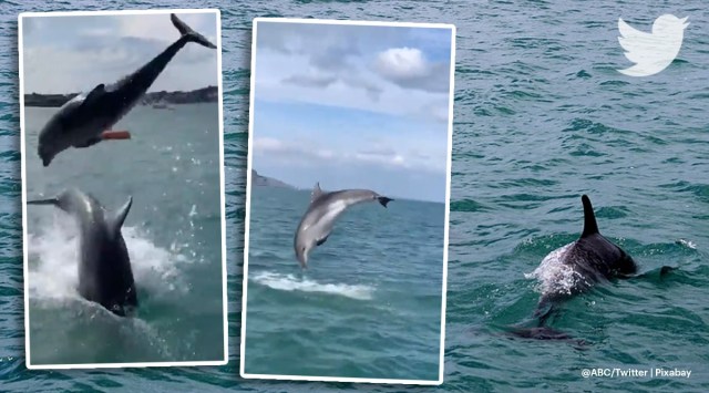 Dolphins, Dolphin performance off English Coast, impromptu performance by dolphins, viral video, twitter reactions, indian express, indian express news