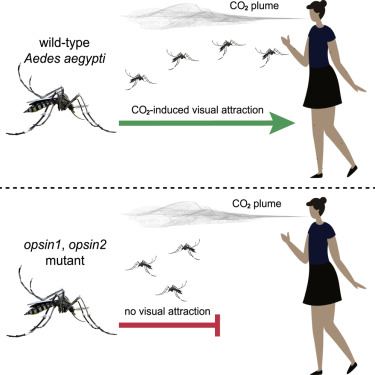 mosquito blind experiment