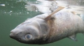 Pitru Paksha, Walkeshwar temple, Banganga tank, Goud Saraswat Brahman Temple Trust, Mumbai, Mumbai news, Indian express, Indian express news, Mumbai latest news