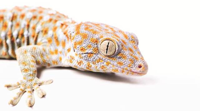 How a gecko from Africa crossed the Atlantic Ocean