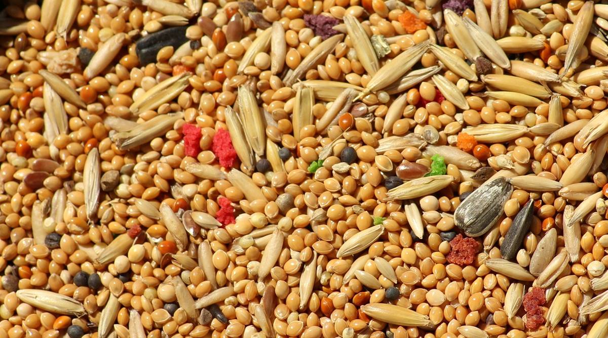fibre, grains, millets
