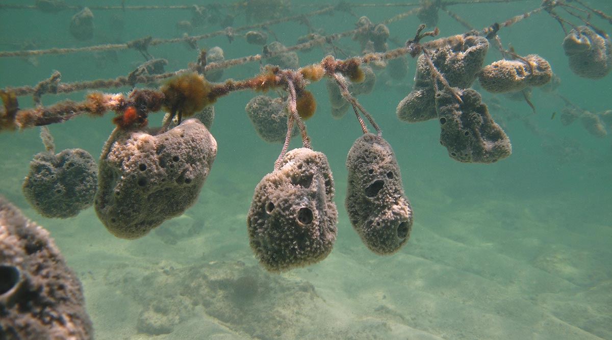 Sponge farming