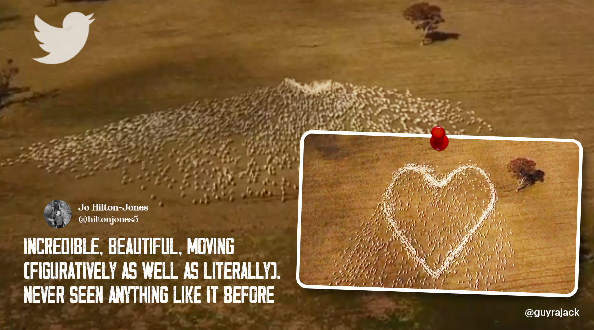 australian farmer heart tribute, sheep art, farmer sheep heart tribute, aunt funeral sheep heart sign, viral video, odd news, indian express