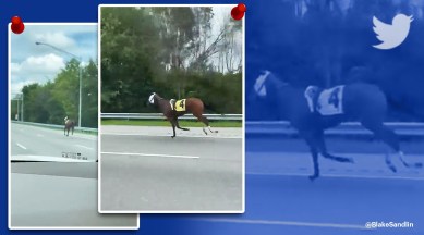 Racehorse Escapes To Expressway At Ellis Park viral video, Bold and Bossy, Bold and Bossy racehorse viral video, trending, indian express, indian express news