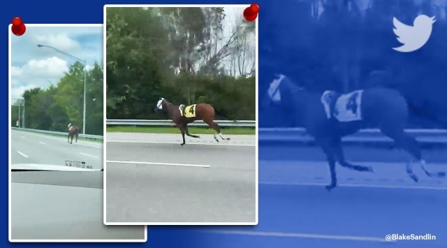 Racehorse Escapes To Expressway At Ellis Park viral video, Bold and Bossy, Bold and Bossy racehorse viral video, trending, indian express, indian express news