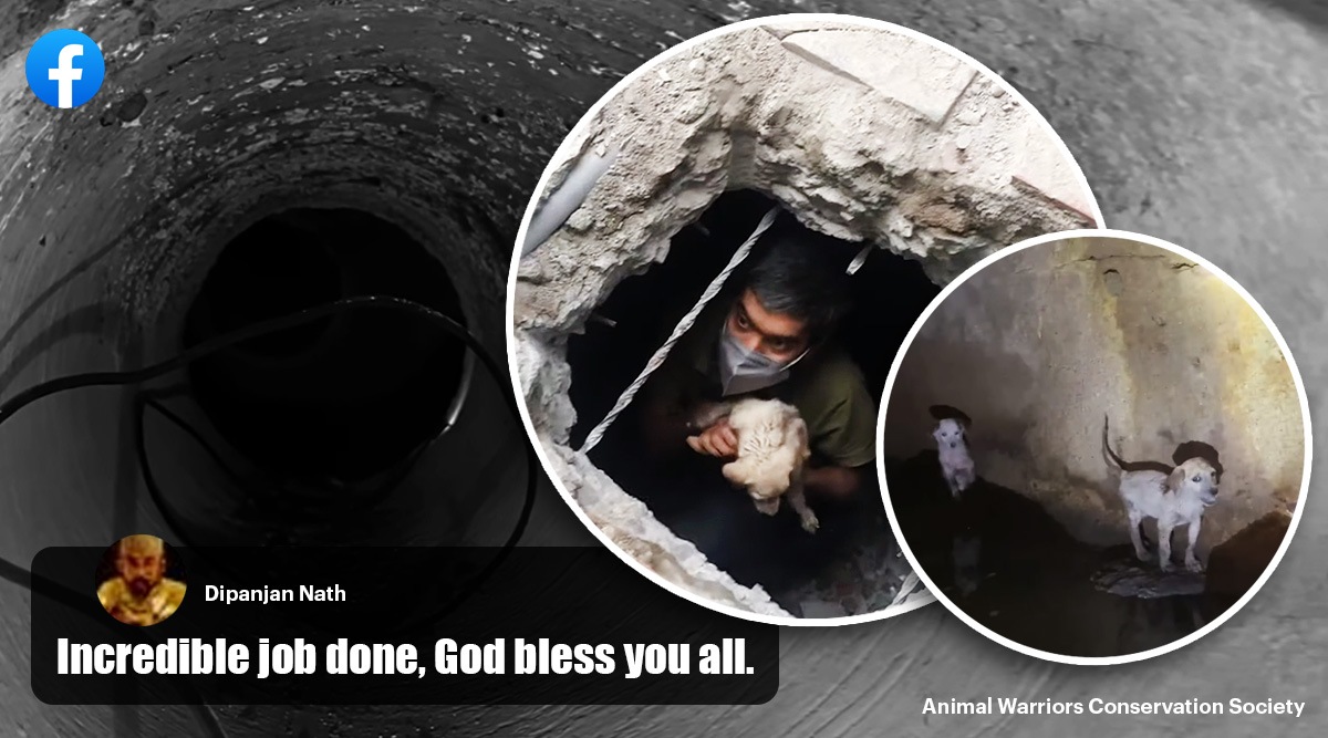 Watch: Hyderabad animal activist group rescues puppies trapped in high drain for over 10 hours | Trending News,The Indian Express Watch: Hyderabad animal activist group rescues puppies trapped in high drain for over 10 hours | Trending News,The Indian Express