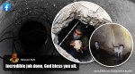 puppies rescued from high drain, hyderabad puppy rescue, Animal Warriors Conservation Society, awcs animal rescue video, good news, indian express