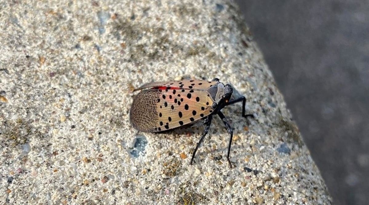 The spotted lanternfly has black spots on its wings, scarlet underwings, yellow markings on its abdomen, and tan semi-transparent forewings. (Twitter/Rhode Island Dept of Environmental Management)