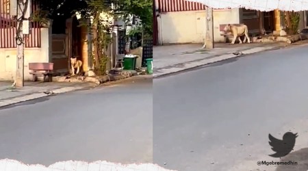 ‘Pet Lion’ spotted wandering the streets of Phnom Penh after escaping from villa, Cambodia, Cambodia pet lion viral video, Cambodia pet lion viral story, trending, indian express, indian express news