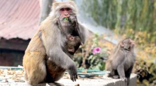 ‘Like a family member’: Police personnel cremate monkey as per Hindu rituals
