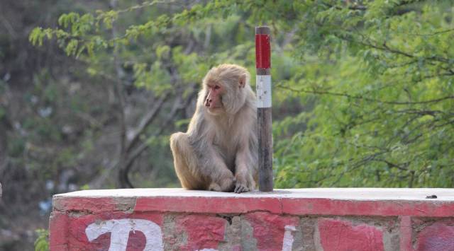 Monkey-catchers, Ramu and his wife Yashoda, from Banavara and three residents of Ugane were arrested by the police. Two others nabbed by the forest officials are yet to be named. (Representative image)