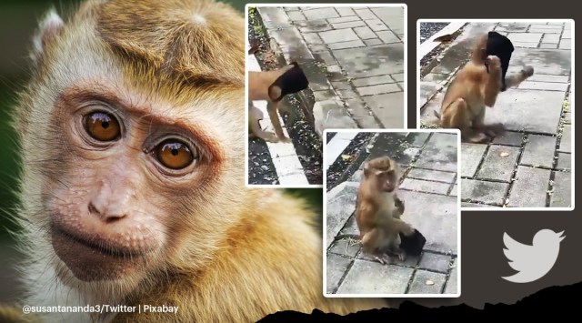 Monkey wearing face mask viral video, monkey puts on face mask trending video, monkey viral video, trending, indian express, indian express news