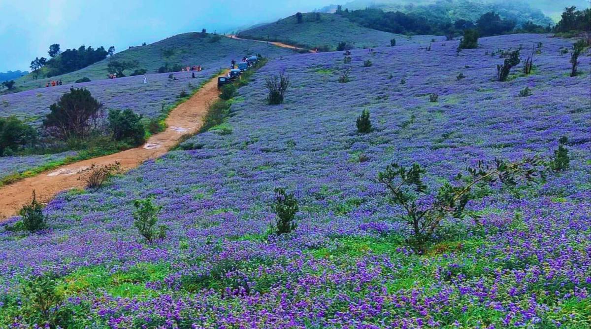 As Rare Neelakurinji Flowers Bloom In Karnataka S Kodagu After 12 Years Heli Taxi Firm Offers Aerial Glimpse Cities News The Indian Express