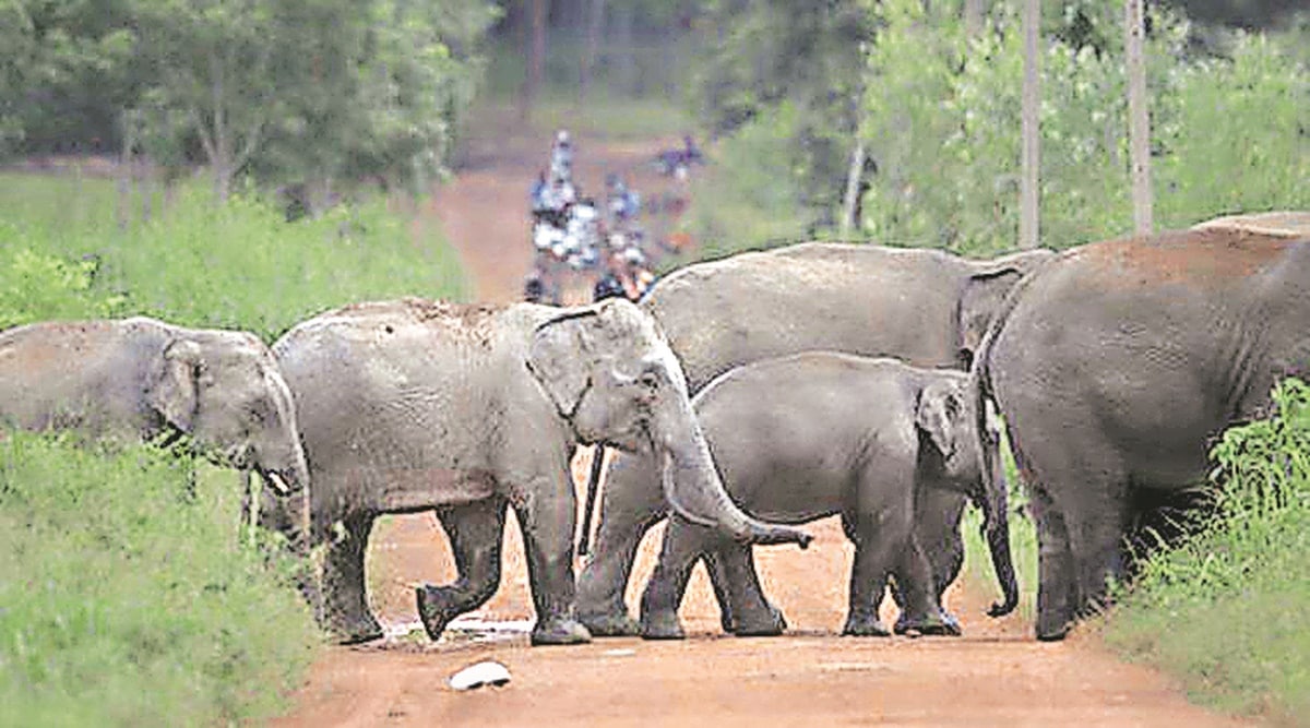 Asian elephants are listed as ‘Endangered’ on the IUCN Red List of threatened species