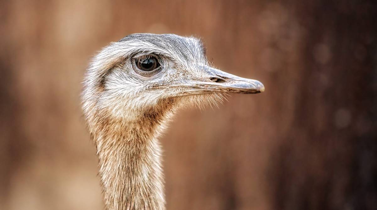 emu vs ostrich size