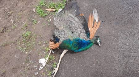 The bird was also killed in the accident.