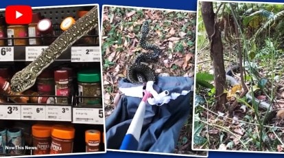 Venomous snake found with head stuck in Australia beer can
