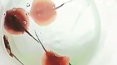 7 stingray pups born in captivity at Science City aquatic gallery