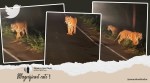 anand Mahindra tigers viral clip, tigers spotted Panchgani Maharashtra twitter reactions, tiger, tigers videos, scary tigers, trending, indian express, indian express news