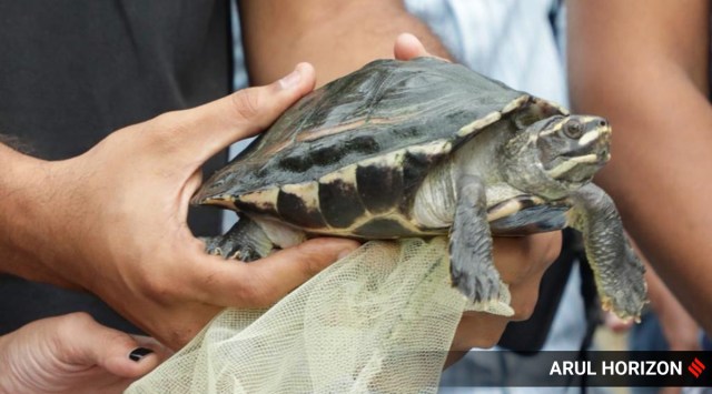 According to the Forest Department, 55 turtles at the Indian Herpetological Society, Katraj and eight turtles at the Rescue Chartitable Trust, Bavdhan are being taken to Guwahati by flight. (Express photo by Arul Horizon)