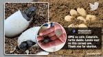 turtle c section, scientist perform c section on turtle to save babies, man save dead turtles babies, viral news, good news, indian express