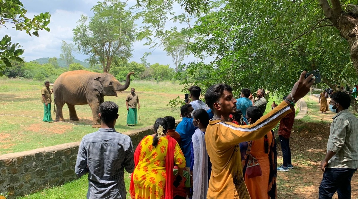 Tamil Nadu: Vandalur zoo reopens after 127 days amid strict Covid guidelines | Cities News,The Indian Express Tamil Nadu: Vandalur zoo reopens after 127 days amid strict Covid guidelines | Cities News,The Indian Express