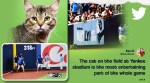 cat interrupt MLB game, yankee stadium cat, cat loose new york yankee game, animal interrupt matches, viral news, funny videos, indian express