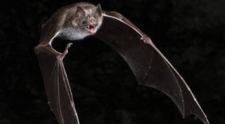Bat study