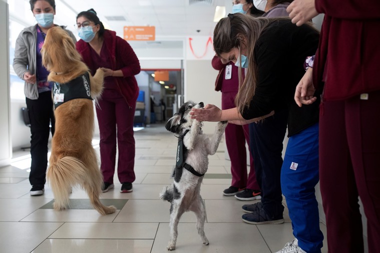 Terapia asistida por animales, que es la terapia asistida por animales, Terapia asistida por animales para el estrés