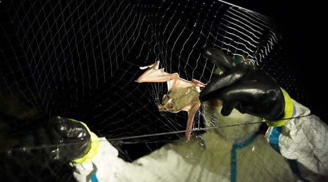 A researcher from the Institut Pasteur du Cambodge removes a bat trapped in a mist net at Chhngauk Hill in Thala Borivat District. (Reuters)