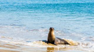 seal galapagos island
