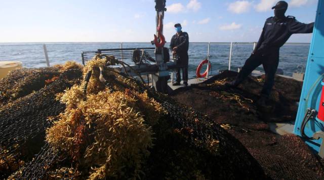 Mexican Marines stand next to sargassum removed from the sea as part of a government program to remove the algae, in Cancun, Mexico July 20, 2021. (REUTERS)