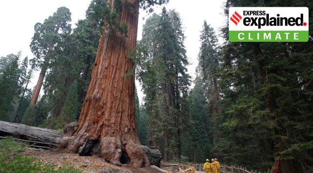 The National Park Service (NPS) notes that historically, low to moderate severity fires burn every 6 to 35 years in the giant sequoia groves. (AP Photo/Gary Kazanjian/File Photo)